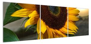 Obraz slunečnice (150x50 cm)