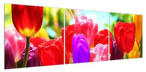 Obraz tulipánů (150x50 cm)