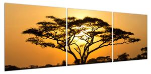 Obraz stromu v savaně (150x50 cm)