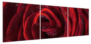 Obraz červené růže (150x50 cm)