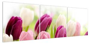 Obraz pučících tulipánů (150x50 cm)