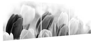 Černobílý obraz pučících tulipánů (150x50 cm)