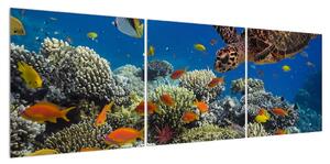 Obraz podmořského světa (150x50 cm)