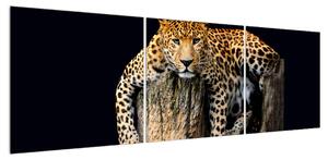 Obraz geparda (150x50 cm)