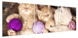 Obraz spících koťat (150x50 cm)