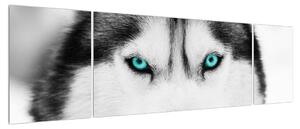 Obraz psa husky (170x50 cm)