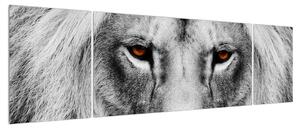Černobílý obraz lva (170x50 cm)