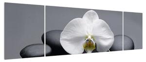Obraz orchideje (170x50 cm)