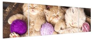 Obraz spících koťat (170x50 cm)