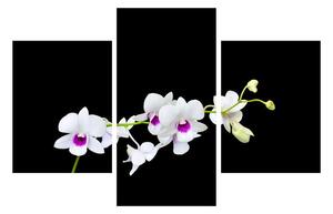 Obraz orchideje (90x60 cm)