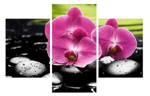 Obraz květů orchideje (90x60 cm)