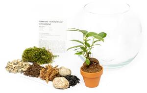 Skleněná váza boule OSÁZEJ SI SÁM Ficus Microcarpa Ginseng, XL