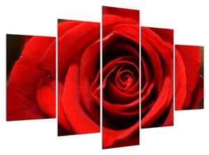 Detailní obraz květu růže (150x105 cm)