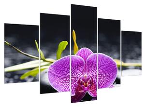 Obraz orchideje (150x105 cm)