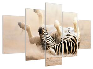 Obraz ležící zebry (150x105 cm)