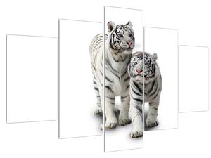 Obraz bílého tygra (150x105 cm)