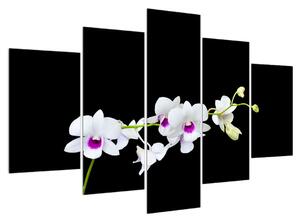 Obraz orchideje (150x105 cm)