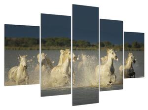 Obraz bílých koní (150x105 cm)