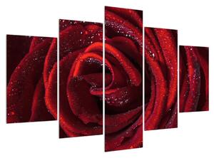 Obraz červené růže (150x105 cm)