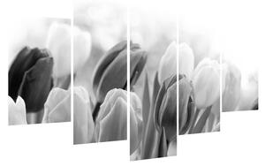 Černobílý obraz pučících tulipánů (150x105 cm)
