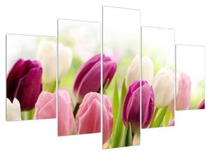 Obraz pučících tulipánů (150x105 cm)