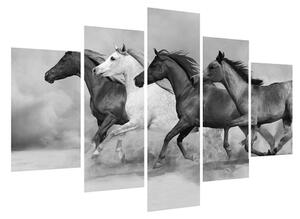 Černobílý obraz koní (150x105 cm)