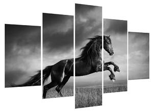 Černobílý obraz koně (150x105 cm)