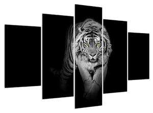 Černobílý obraz tygra (150x105 cm)
