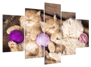 Obraz spících koťat (150x105 cm)