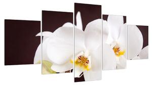 Obraz květů orchideje (150x80 cm)