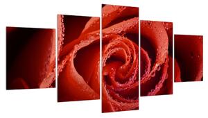 Obraz červené růže (150x80 cm)