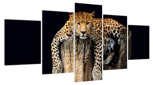 Obraz geparda (150x80 cm)