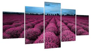 Obraz květinového pole (150x80 cm)