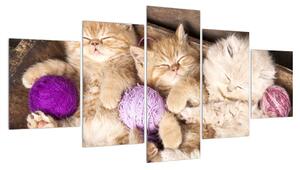 Obraz spících koťat (150x80 cm)