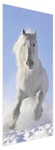 Fototapeta na dveře - Bílý kůň (95x205cm)
