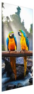 Fototapeta na dveře - Tři papoušci (95x205cm)