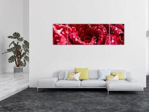 Obraz květu červené růže (170x50 cm)