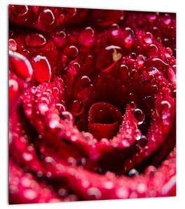 Obraz květu červené růže (30x30 cm)