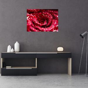 Obraz květu červené růže (70x50 cm)