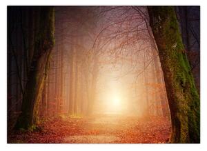 Obraz podzimního lesa v mlze (70x50 cm)