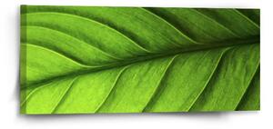 Sablio Obraz List - 110x50 cm