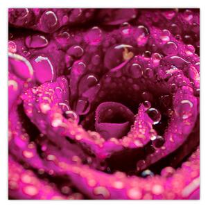 Obraz růžového květu růže (30x30 cm)