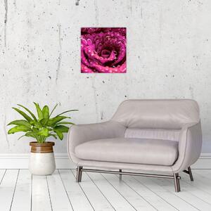Obraz růžového květu růže (30x30 cm)