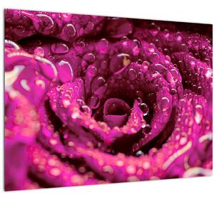 Obraz růžového květu růže (70x50 cm)