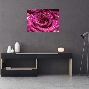 Obraz růžového květu růže (70x50 cm)