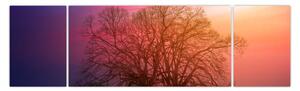 Obraz stromů v mlze (170x50 cm)