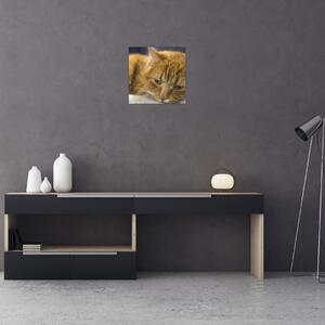 Obraz kočky (30x30 cm)