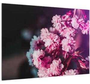 Obraz květů stromu (70x50 cm)