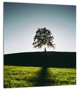 Obraz přírody - strom (30x30 cm)