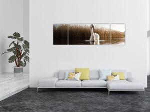 Obraz labutě (170x50 cm)